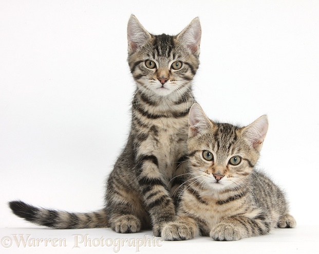Tabby kittens, Stanley and Fosset, 12 weeks old, lounging together, white background