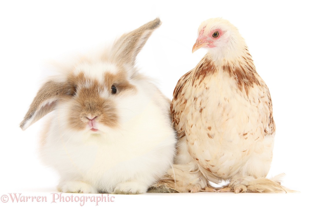 Bantam chicken and rabbit, white background
