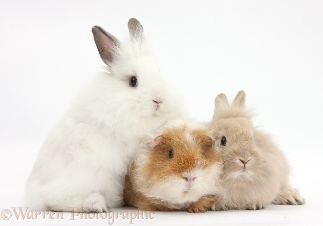 Shaggy Guinea pig and fluffy bunnies, white background