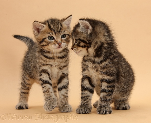 Cute tabby kittens, Stanley and Fosset, 5 weeks old, on beige background