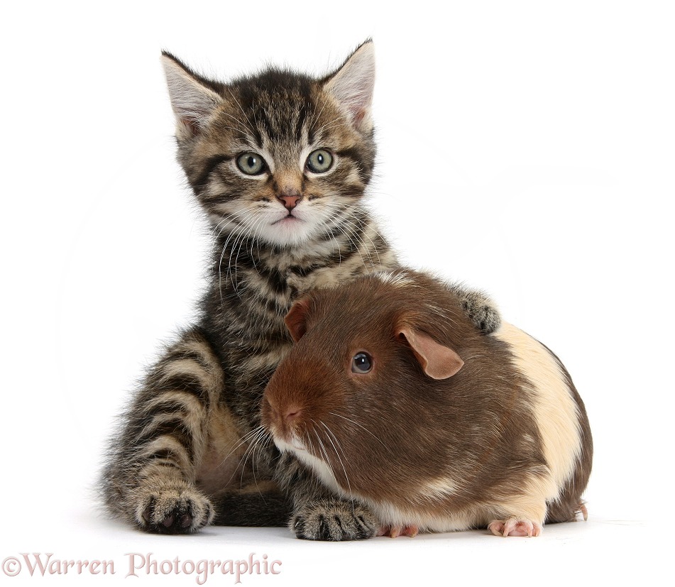 Cute tabby kitten, Fosset, 7 weeks old, with chocolate bicolour Guinea pig, white background