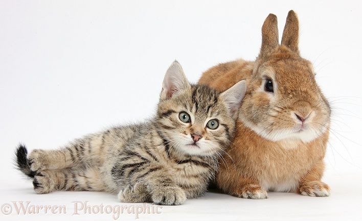 Cute tabby kitten, Stanley, 8 weeks old, with Netherland Dwarf-cross rabbit, Peter, white background