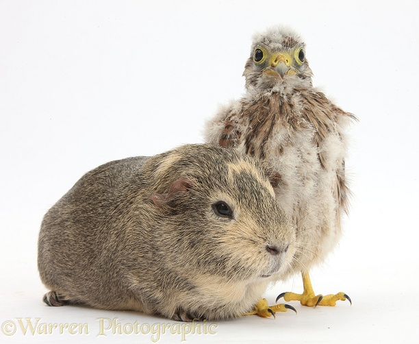 Baby Kestrel (Falco tinnunculus) chick and Guinea pig, white background
