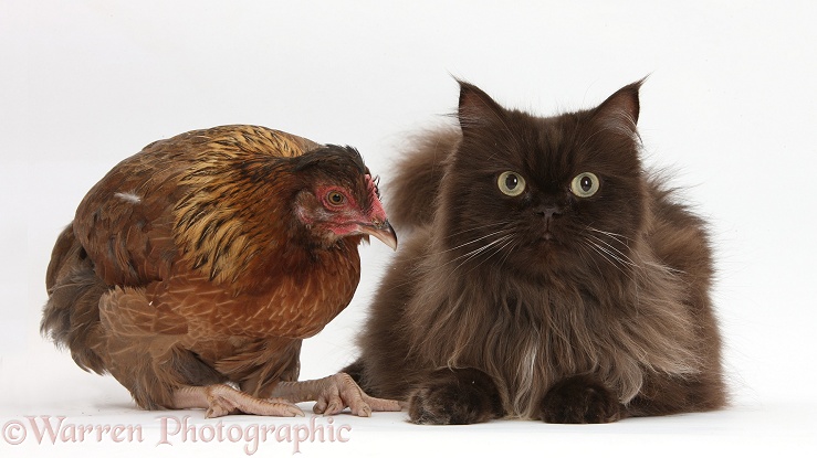 Chocolate cat, Chanel, with a chicken, white background
