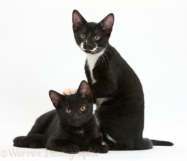 Black and Black-and-white tuxedo male kittens, Tuxie and Buxie, 3 months old, white background