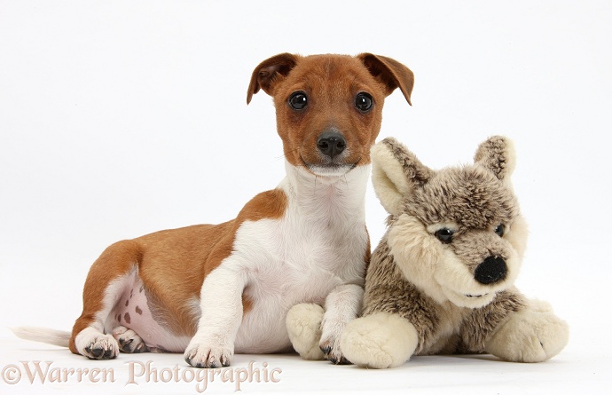 Jack Russell Terrier x Chihuahua pup, Nipper, with soft toy wolf, white background