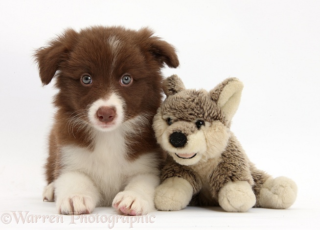 Chocolate Border Collie pup and wolf soft toy, white background