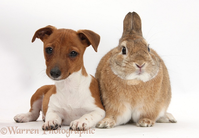 Jack Russell Terrier x Chihuahua pup, Nipper, with Netherland-cross rabbit, Peter, white background