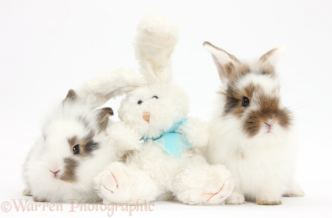 Baby bunnies with soft toy rabbit, white background