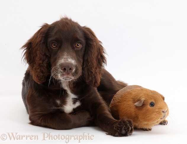 Chocolate Cocker Spaniel pup, Jeff, 4 months old, with red Guinea pig, white background