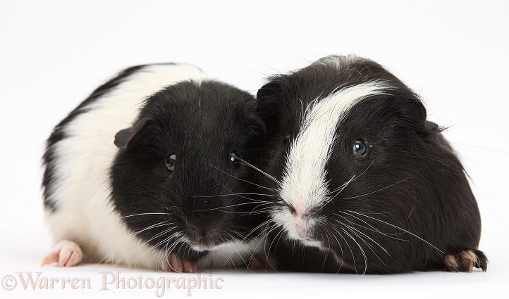 Black-and-white Guinea pigs, white background
