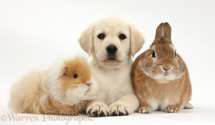 Yellow Labrador Retriever puppy, 8 weeks old, with shaggy Guinea pig and Netherland dwarf-cross rabbit, Peter, white background