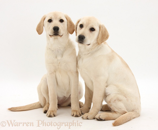 Yellow Labrador Retriever pups, 4 months old, white background