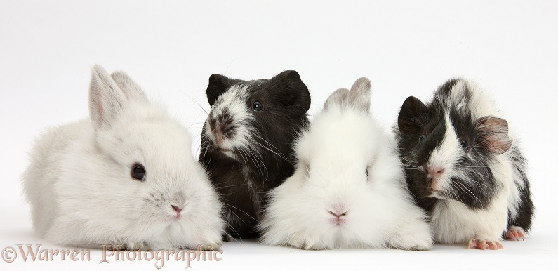 White rabbits and black-and-white Guinea pigs, white background