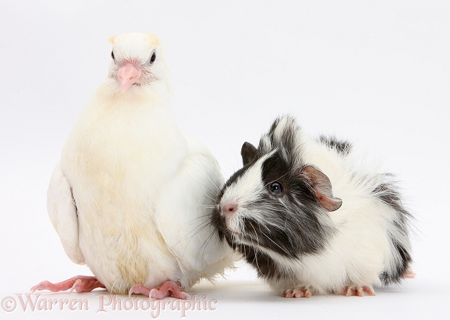 White dove and black-and-white Guinea pig, white background