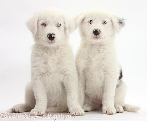 Mostly white Border Collie pups, Dash and Gracie, 8 weeks old. One is unilaterally deaf and the other half deaf, white background