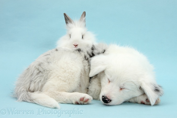 Mostly white Border Collie pup, Gracie, 8 weeks old, sleeping with white rabbit on blue background
