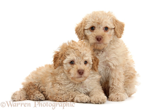 Two toy Labradoodle puppies, white background