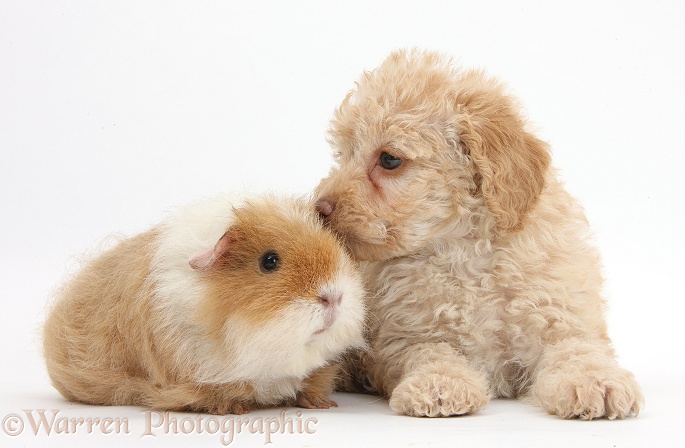 Toy Labradoodle puppy and shaggy Guinea pig, white background