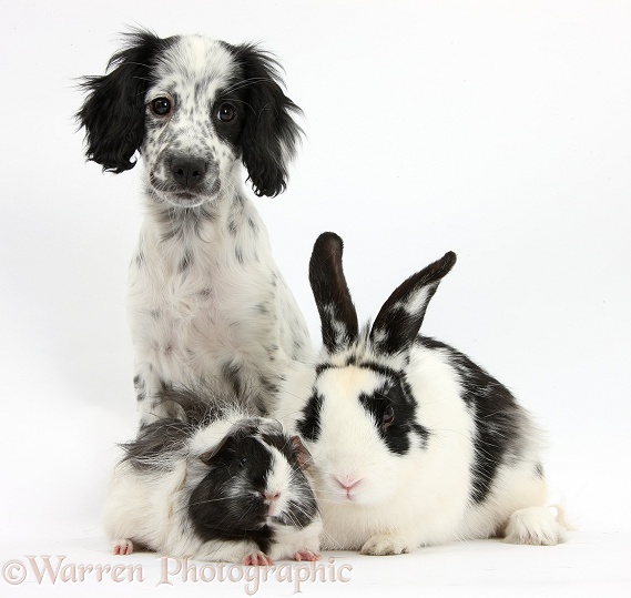 Black-and-white Border Collie x Cocker Spaniel puppy, 11 weeks old, with matching rabbit and Guinea pig, white background