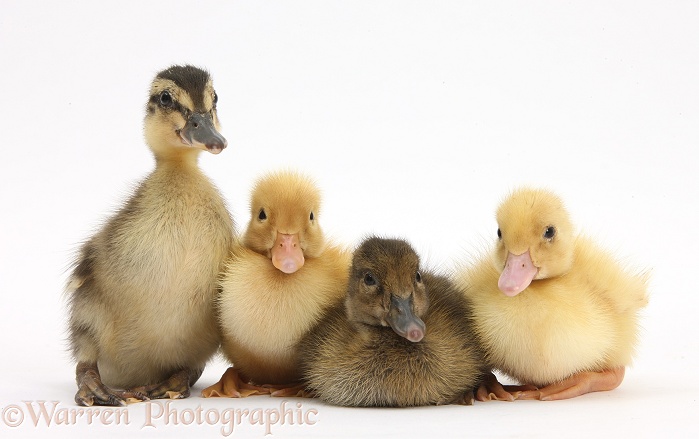 Assorted brown and Yellow Ducklings, white background