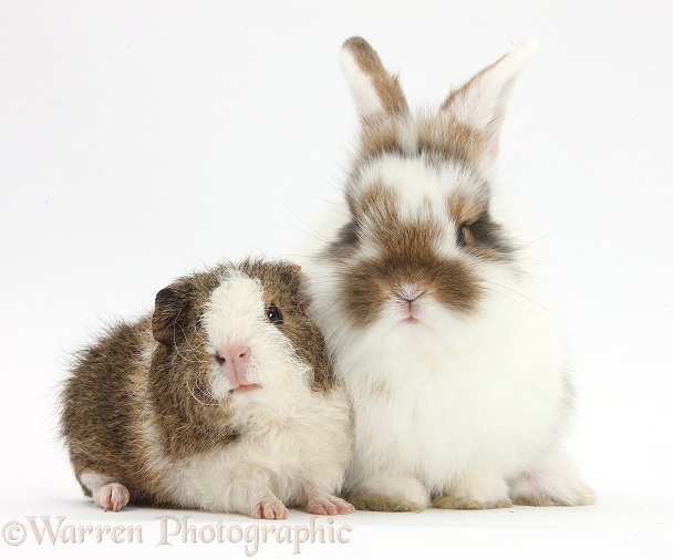Young rabbit and frizzy Guinea pig, white background