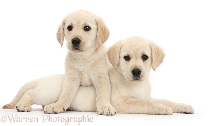 Yellow Labrador Retriever puppies, 8 weeks old, one paws over the other, white background