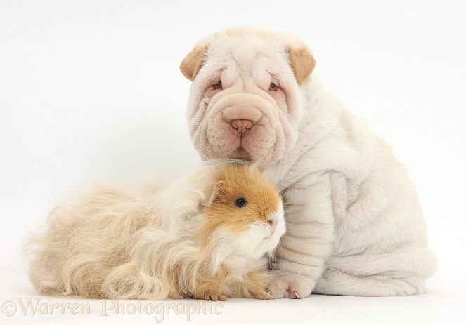 Shar Pei pup and shaggy Guinea pig, white background