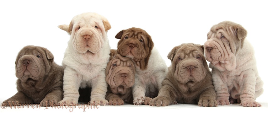 Six Shar Pei pups, white background