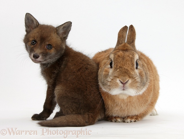 Red Fox (Vulpes vulpes) cub vixen, sitting with Netherland Dwarf-cross rabbit, Peter, white background
