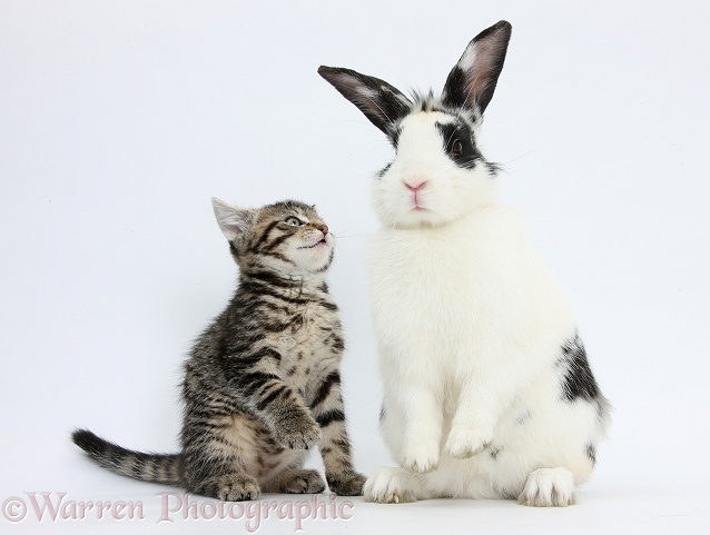 Tabby kitten, Fosset, 8 weeks old, and black-and-white rabbit, Bandit, white background