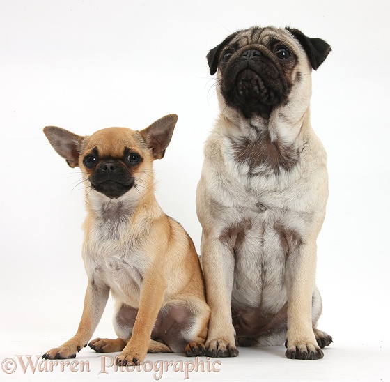 Fawn Pug and Chug (Pug x Chihuahua), sitting, white background