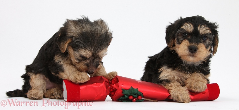 Black-and-tan Yorkipoo pups, 7 weeks old, with a Christmas cracker, white background