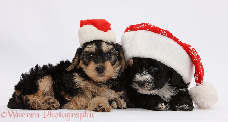 Yorkipoo pups, 7 weeks old, wearing Father Christmas hats, white background