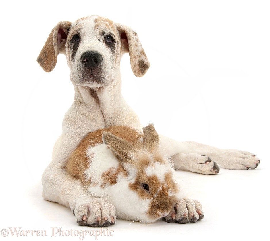 Great Dane pup, Tia, 14 weeks old, with brown-and-white rabbit, white background