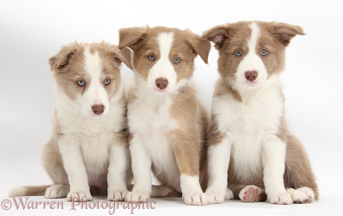 Three Lilac Border Collie pups, white background