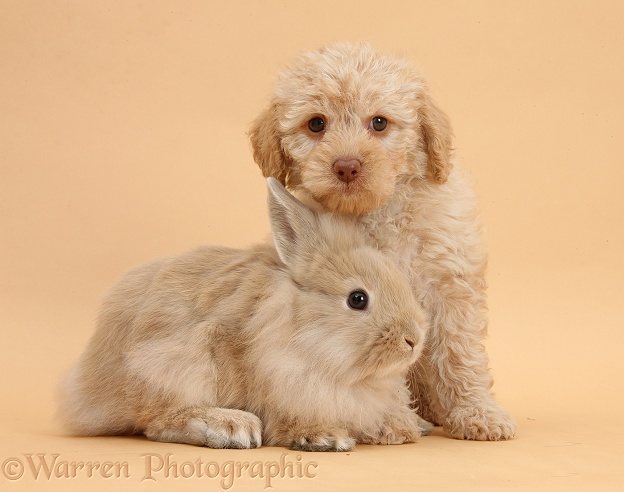 Toy Labradoodle puppy and Lionhead-cross rabbit on beige background