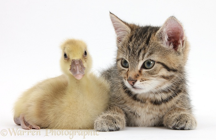 Cute tabby kitten, Stanley, 9 weeks old, with yellow gosling, white background