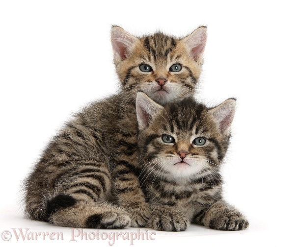 Cute tabby kittens, Stanley and Fosset, 5 weeks old, white background