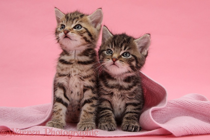 Cute tabby kittens, Stanley and Fosset, 5 weeks old, under a pink scarf