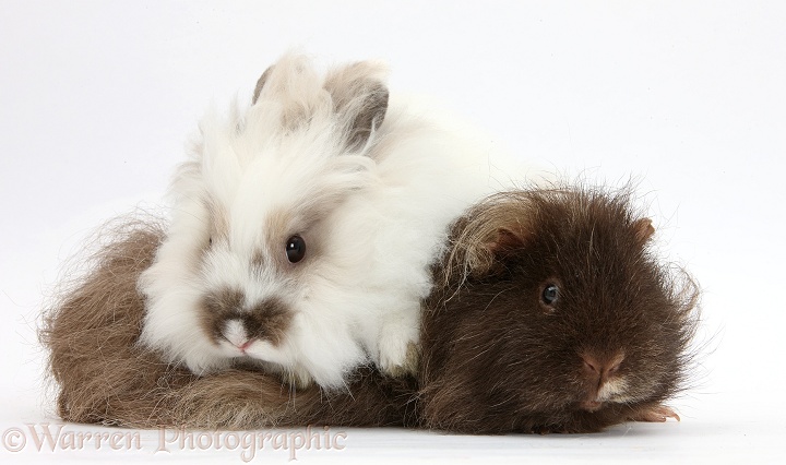 Shaggy Guinea pig and fluffy rabbit, white background