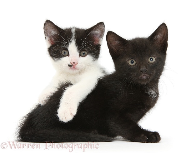 Black and black-and-white tuxedo male kittens, 7 weeks old, white background