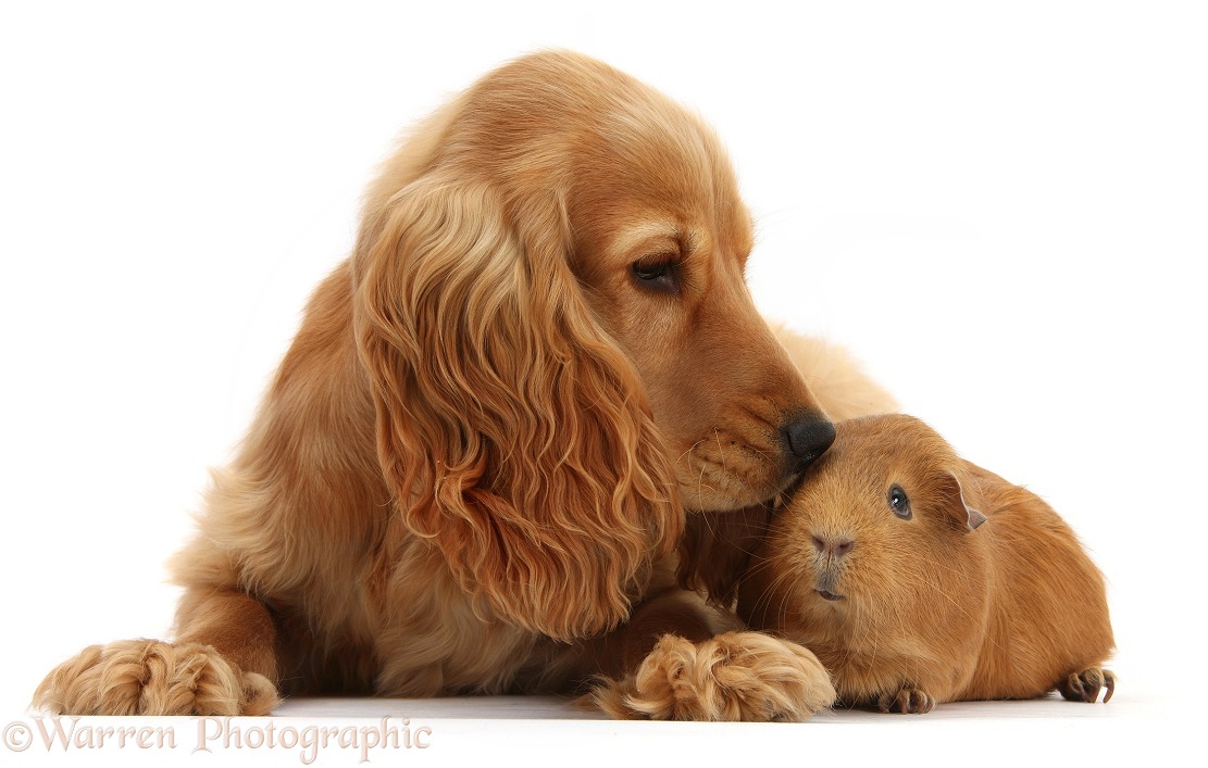 Golden Cocker Spaniel, Sadie, 6 months old, with red Guinea pig, white background