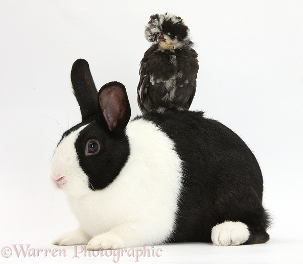 Polish chicken chick and black-and-white Dutch rabbit, white background