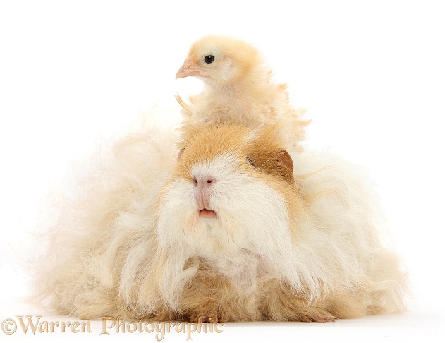 Bantam chicken and shaggy Guinea pig, white background