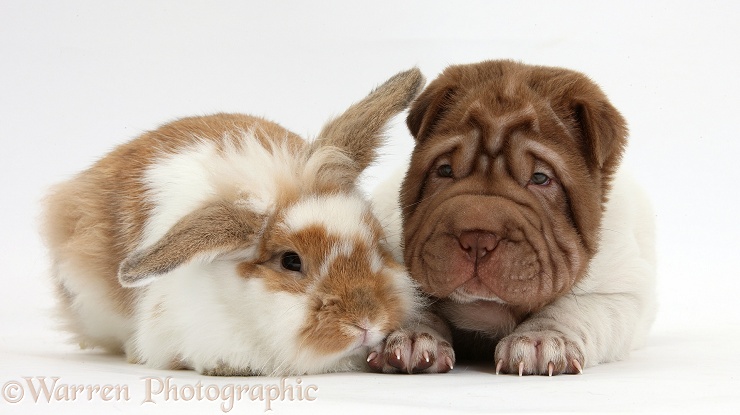 Shar Pei pup and rabbit, white background