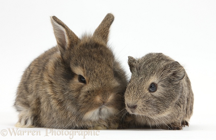 Young agouti rabbit and Guinea pig, white background
