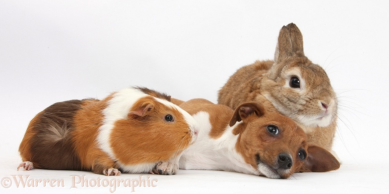 Jack Russell Terrier x Chihuahua pup, Nipper, with Guinea pig, Amelia, and Netherland-cross rabbit, Peter, white background