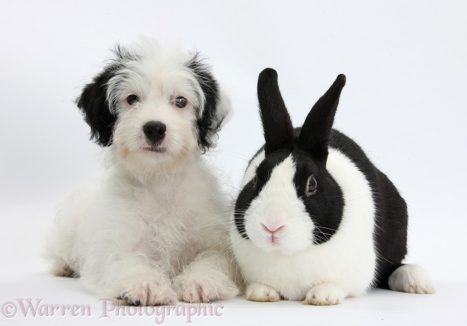 Jack-a-poo (Poodle x Jack Russell Terrier) bitch pup, Pukka, 10 weeks old, with black-and-white Dutch rabbit, white background