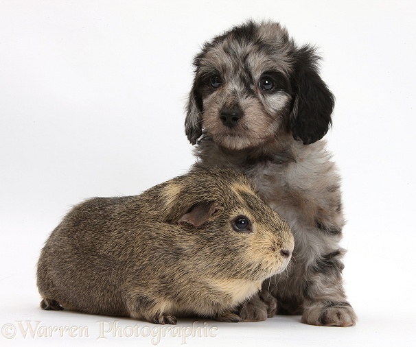 Black-and-grey Daxie-doodle pup and Guinea pig, white background